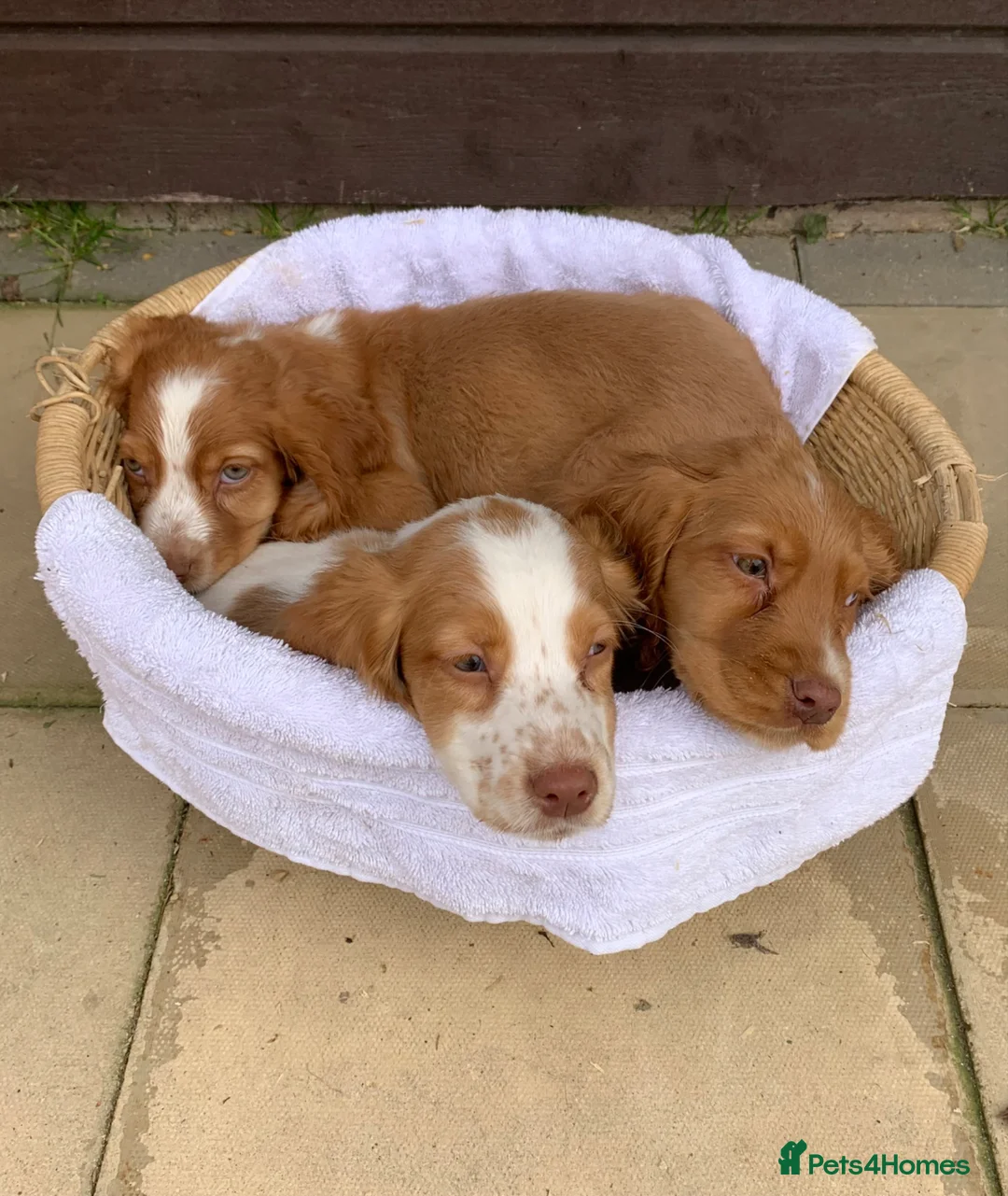Cocker Spaniel dogs for sale: Cocker spaniel puppies  - Advert 2
