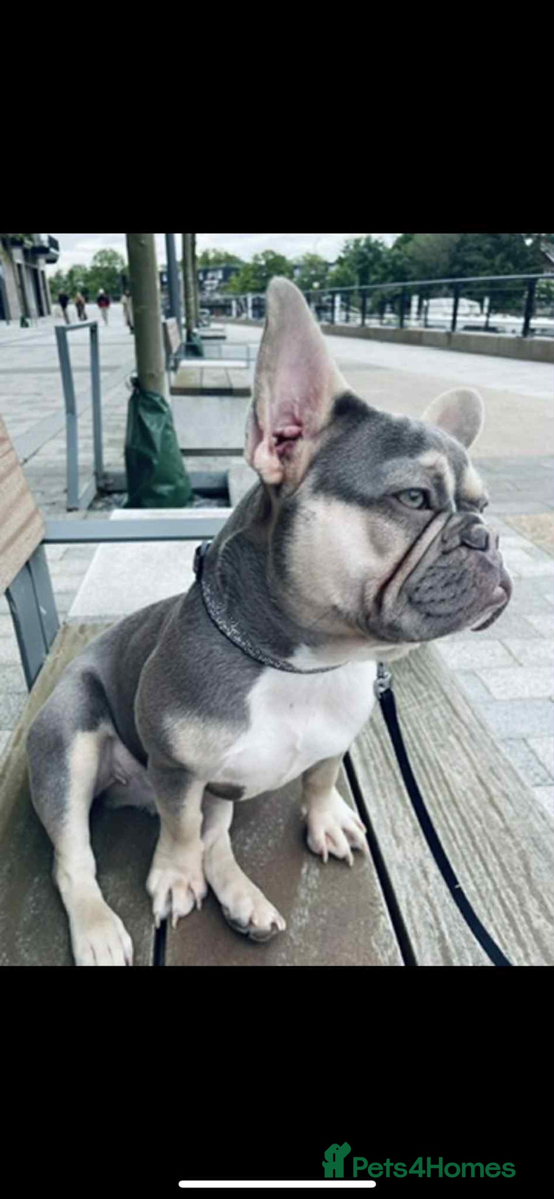 French Bulldog dogs for sale: KC registered male ready to leave now:) - Advert 6