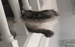 Persian cats for sale: Beautiful colourpoint Persian Girl  - Image 1