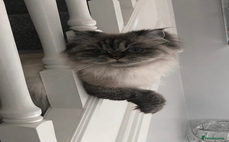 Persian cats - Advert 3