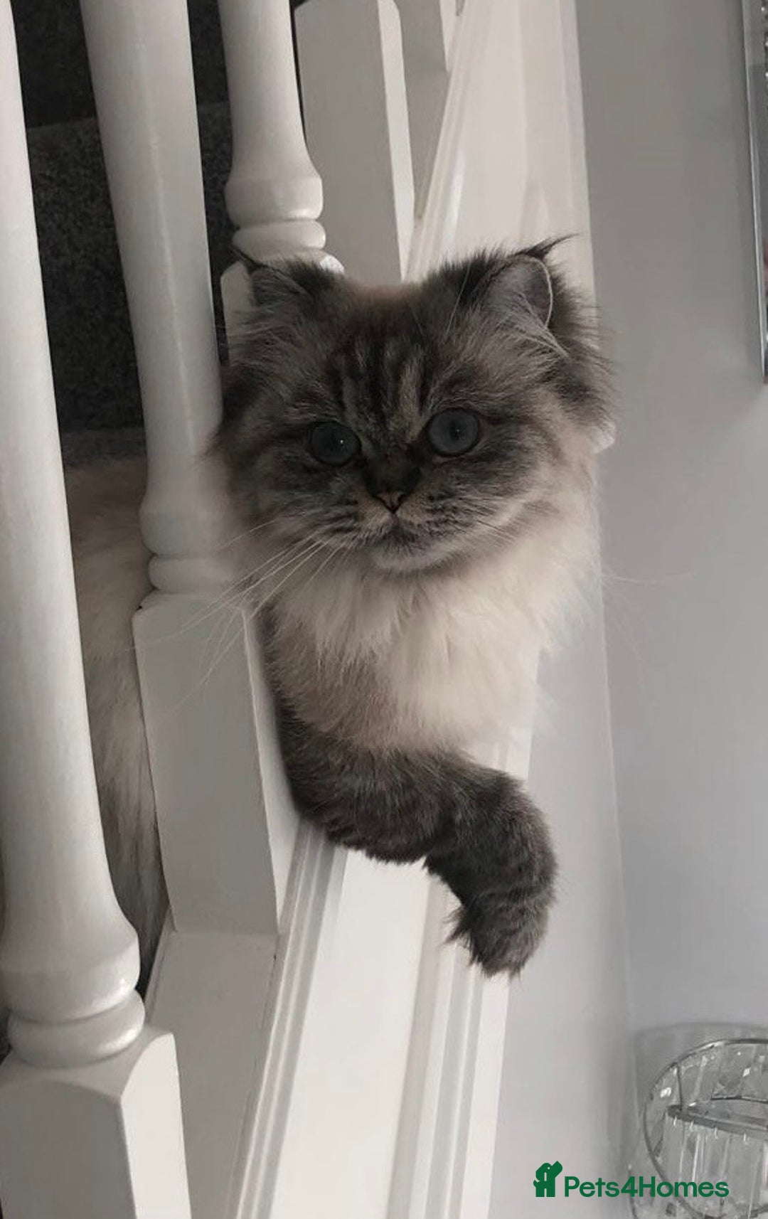 Persian cats for sale: Beautiful colourpoint Persian Girl  - Image 1