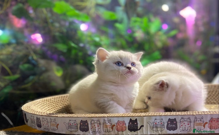 Munchkin cats - Advert 2