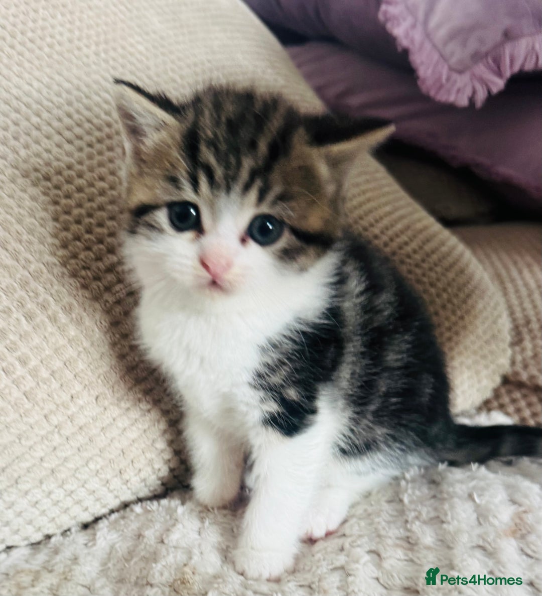 Persian cats for sale: persian x bengal - Image 6