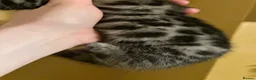 Bengal cats for sale: Stunning silver and brown bengal boys  - Advert 7