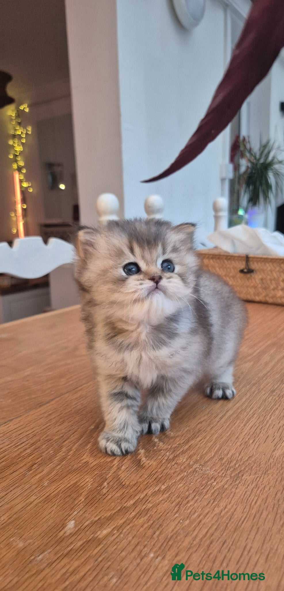 British Longhair cats Cutest British Longhair  - Advert 7