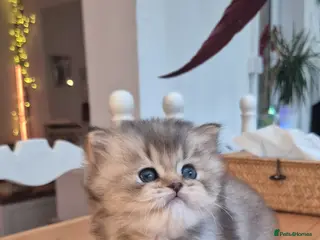 British Longhair cats Cutest British Longhair - Advert 1