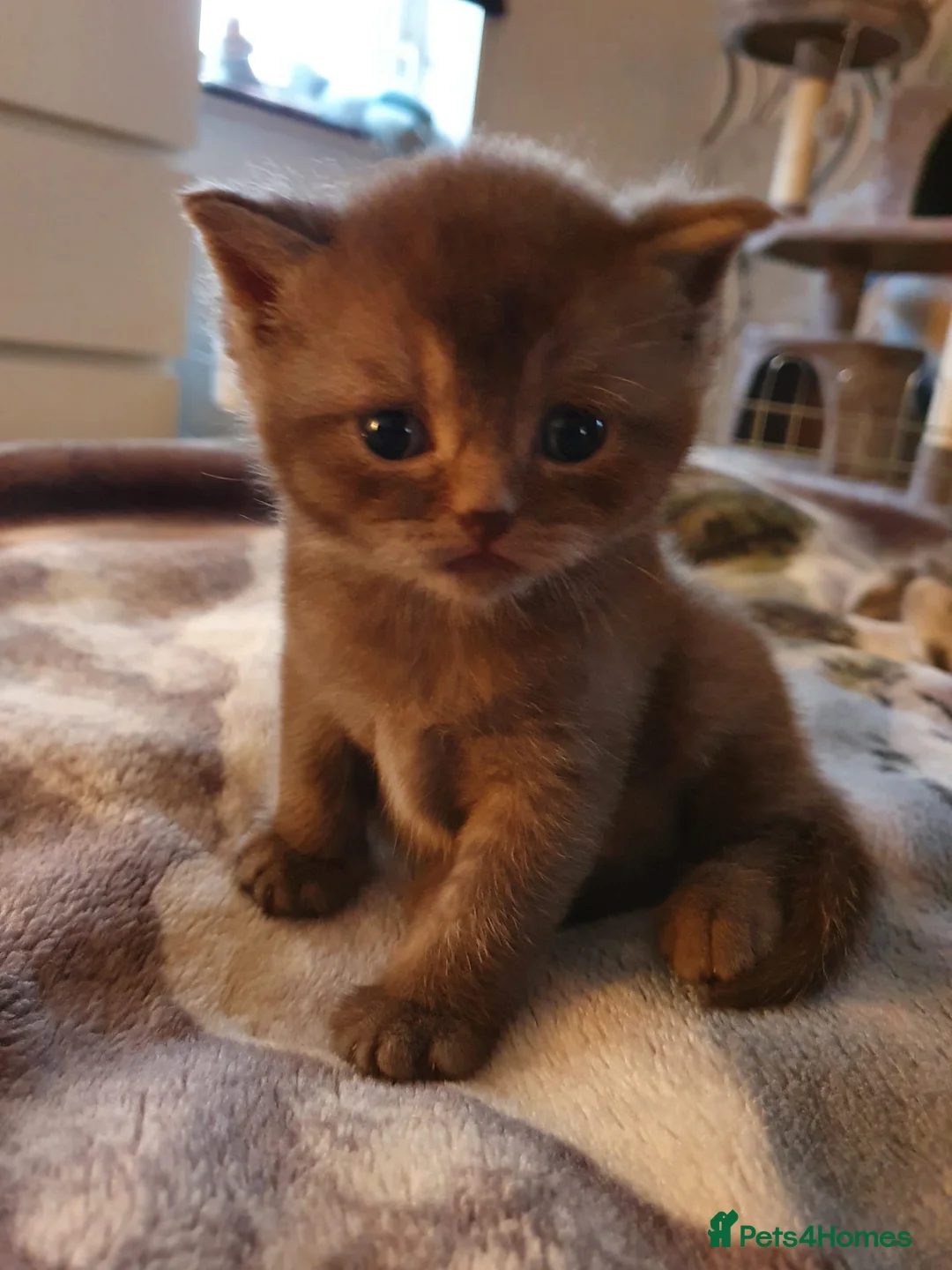 Scottish Fold cats for stud: Scottish straight cat for stud duties in Southampton - Advert 8