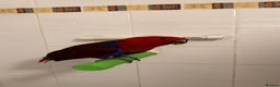 Parrots birds for sale: male and Female Eclectus Parrot for sale  - Advert 3