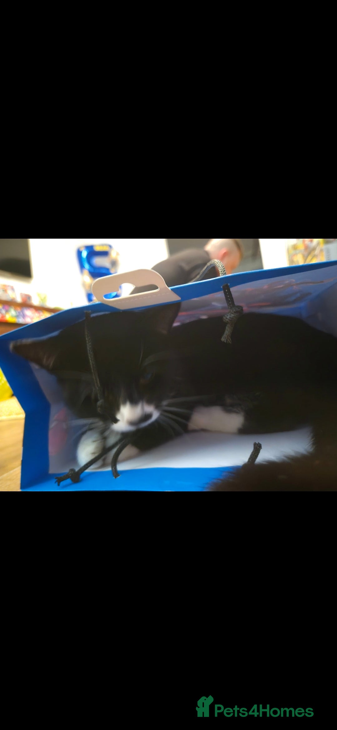 Mixed Breed cats for sale: Male bengal/mix black cat - Advert 2