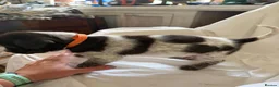 Mixed Breed dogs for sale: GWP X Weimsky puppies for sale - Advert 28