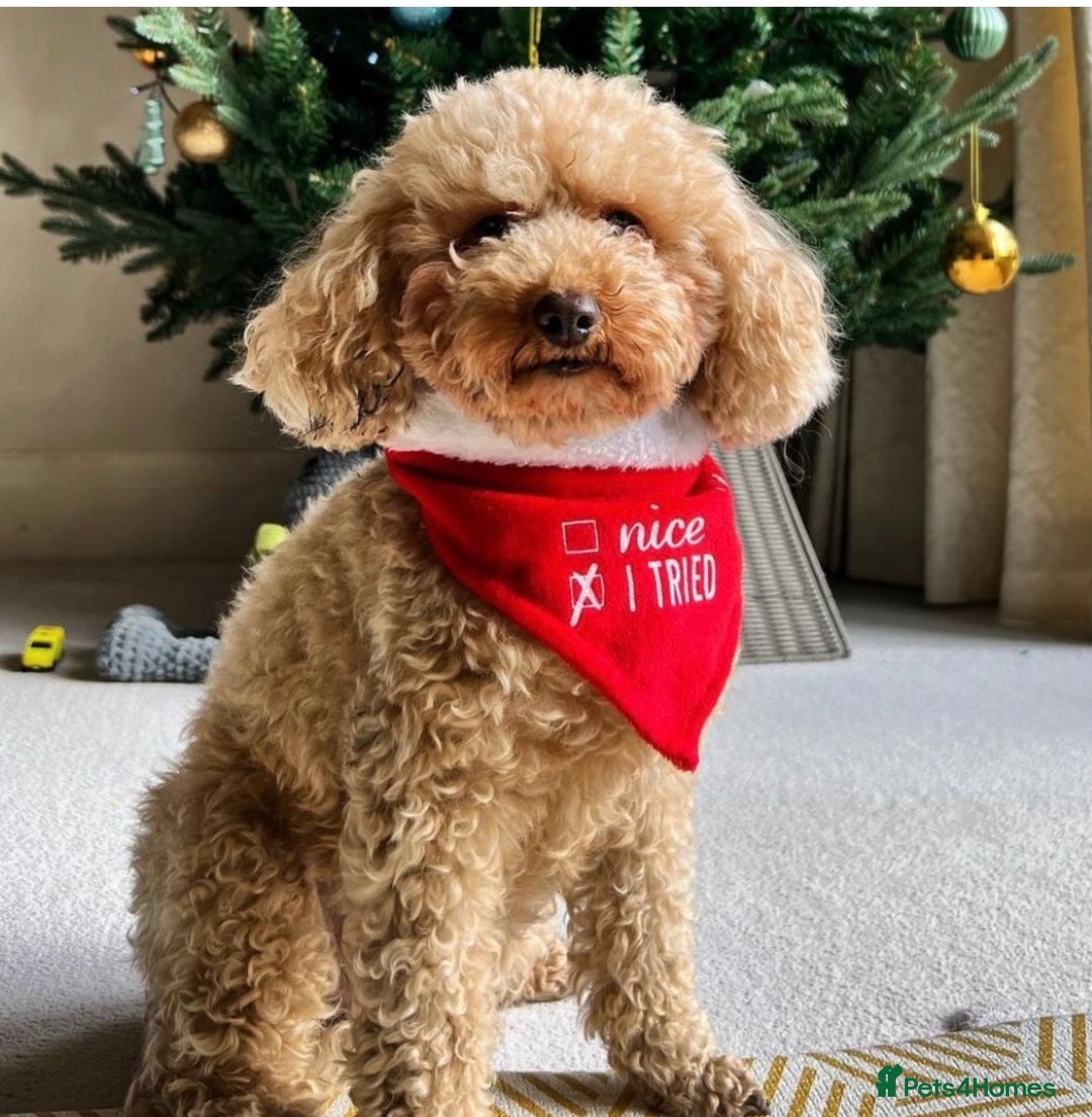 Toy Poodle dogs for sale: Pocket-Sized Love&Personality: Meet Our Toy Poodle - Image 16