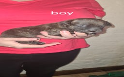 Staffordshire Bull Terrier dogs for sale: Beautiful staffy pups - Image 9