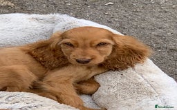 Cocker Spaniel dogs for sale: QUALITY KC SHOW COCKER SPANIEL PUPPIES - Image 16