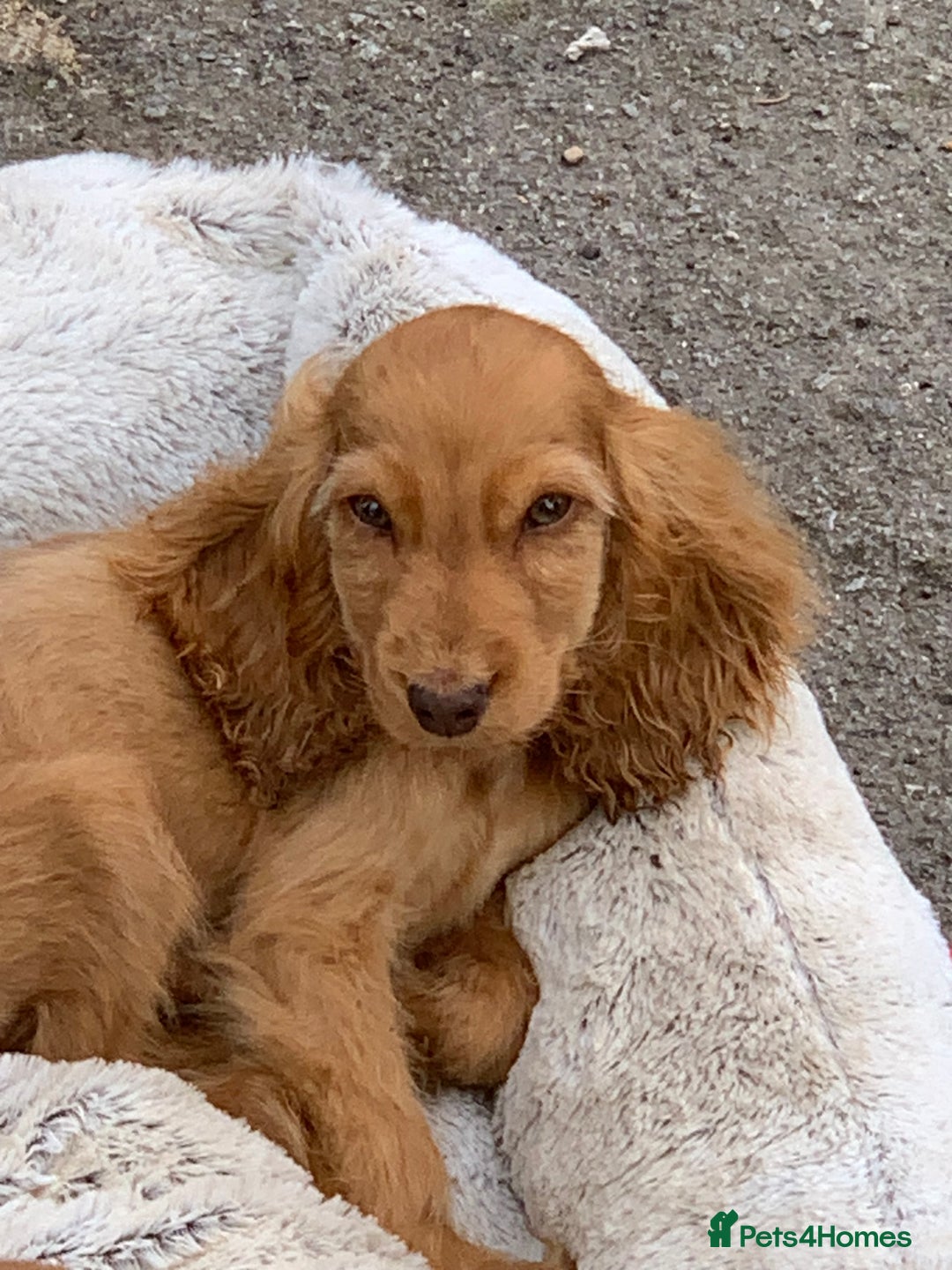 Cocker Spaniel dogs for sale: QUALITY KC SHOW COCKER SPANIEL PUPPIES - Image 16