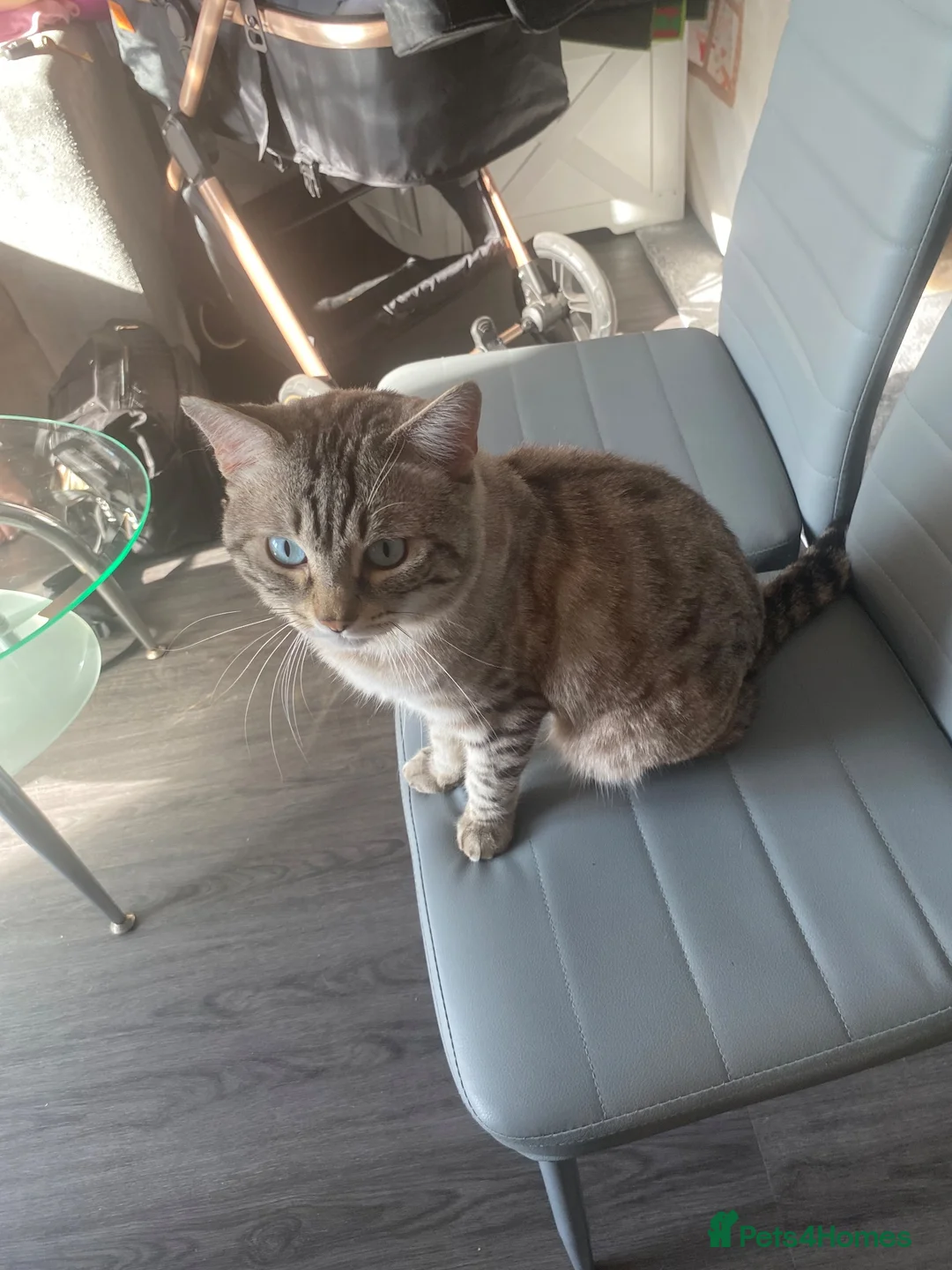 Bengal cats for stud: Bengal cross ragdoll stud. - Advert 1