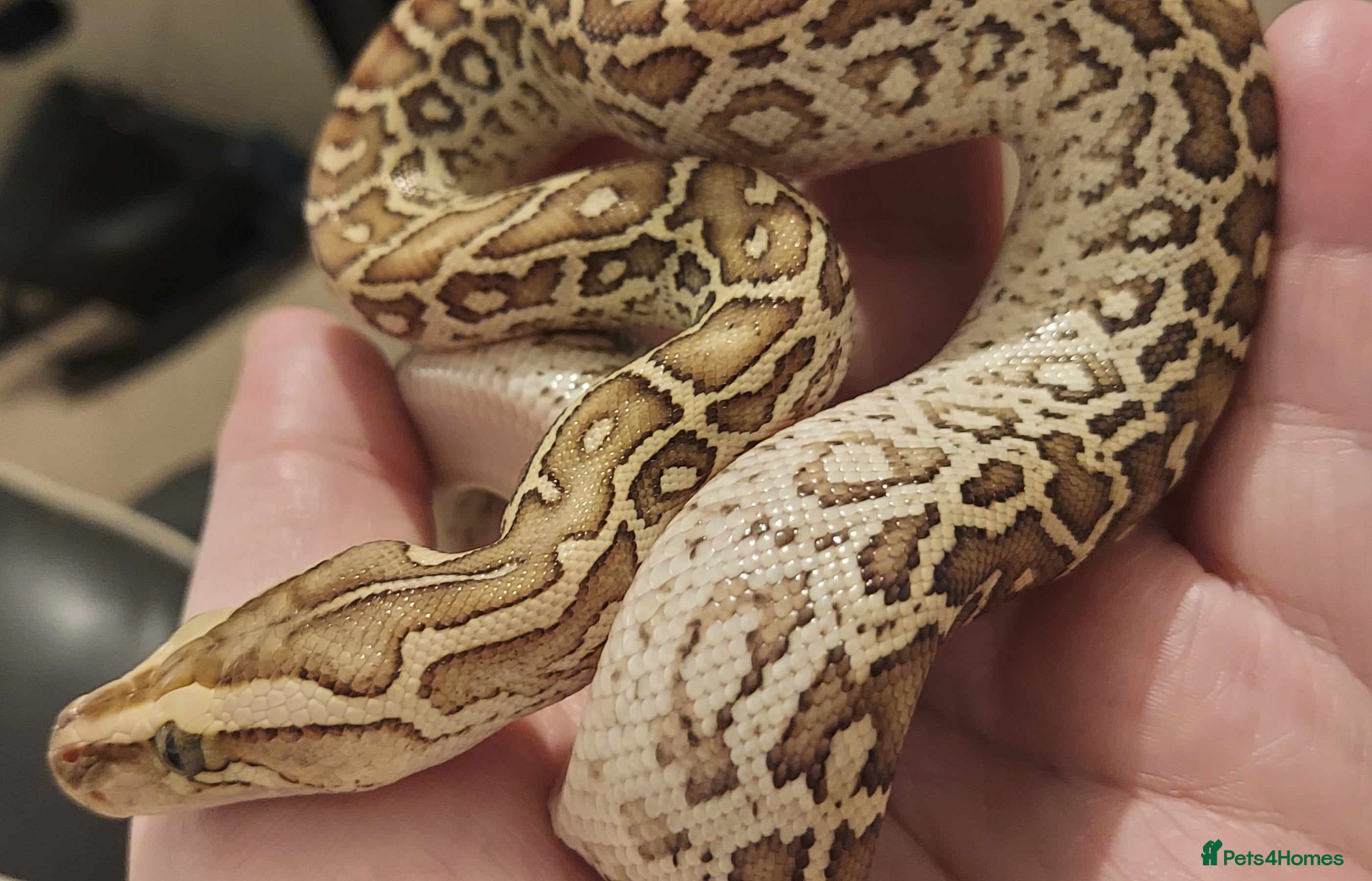 Python Snake reptiles CB25 Female Dwarf Hypo Python & Setup - Advert 2