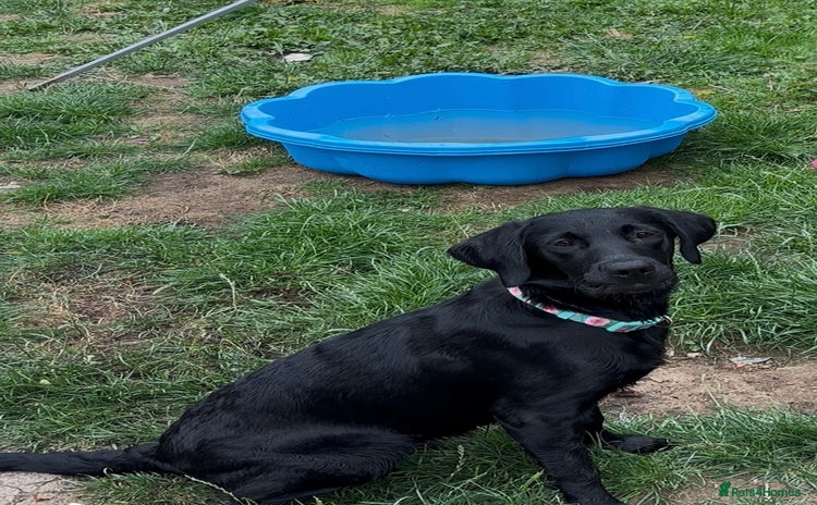 Labrador Retriever dogs - Advert 9