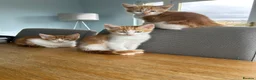 Mixed Breed cats for sale: Beautiful kitten looking for forever home  - Advert 10