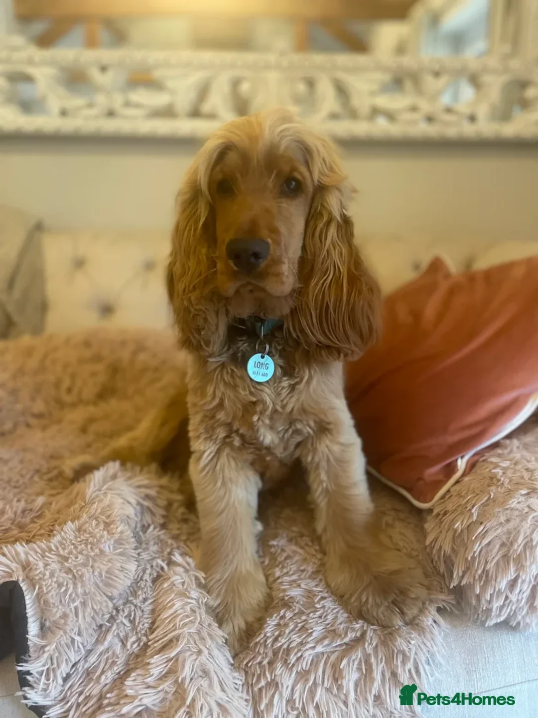 Cocker Spaniel dogs for sale: Stunning KC Reg Show Cocker, health tested mum - Image 2