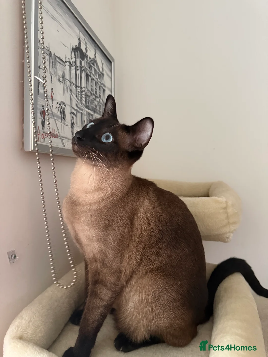 Siamese cats for sale: 3 adorable Siamese kittens 😻 - Advert 20