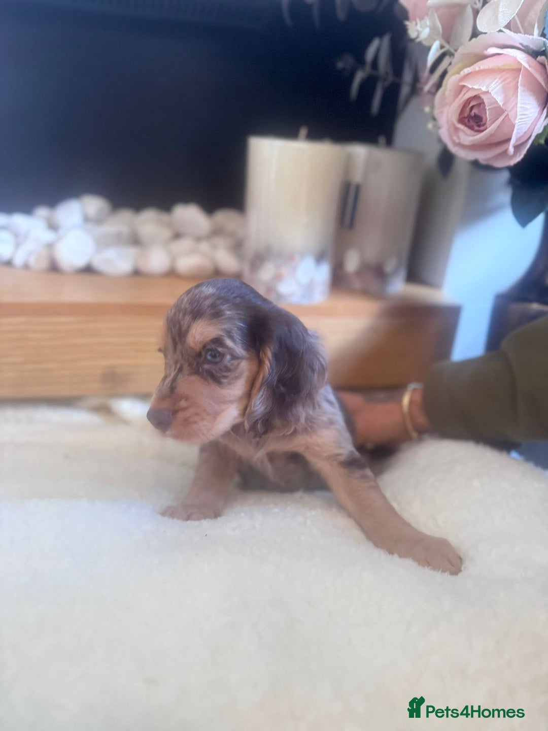 Cockapoo dogs for sale: Merle cockapoo  - Image 18