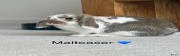 Mini Lop rabbits for sale: Super Cute Mini Lops ❤️ in Hailsham - Advert 5