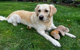 Golden Retriever dogs for sale: 3 beautiful Golden Retriever puppies  - Image 12