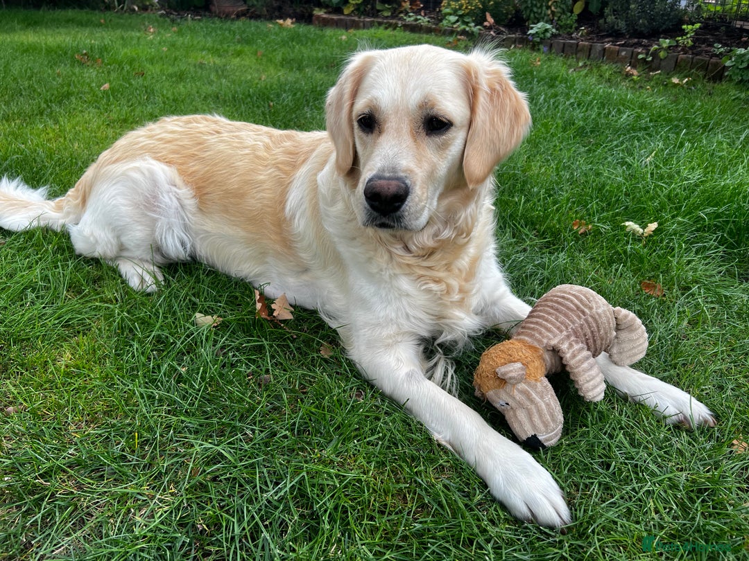 Golden Retriever dogs for sale: 3 beautiful Golden Retriever puppies  - Image 12