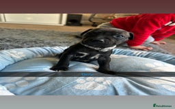 Staffordshire Bull Terrier dogs for sale: 9 Beautiful staffy X pups  - Image 11