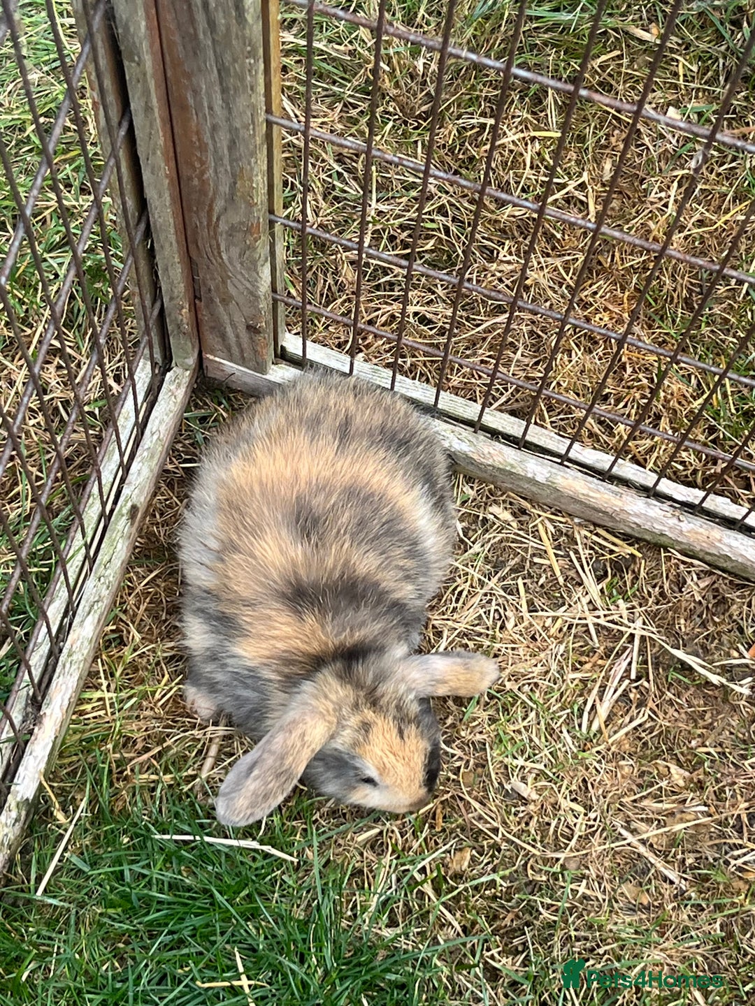 English Lop rabbits for sale: Beautiful bunnies in Pontefract - Image 21
