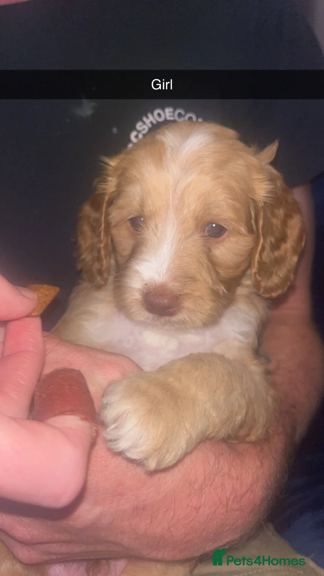 Cockapoo dogs for stud: Proven F1 cockerpoo for Stud in Sutton-in-Ashfield - Advert 23