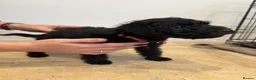 Patterdale Terrier dogs for sale: 3 Rough Coat Patterdale Terrier Puppies - Advert 11