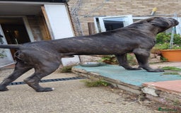 Cane Corso dogs for stud: 60kg Cane-corso stud - Image 3