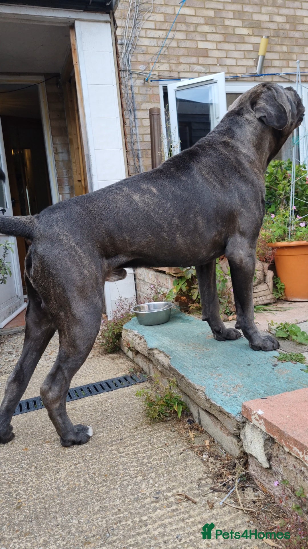 Cane Corso dogs for stud: 60kg Cane-corso stud - Image 3