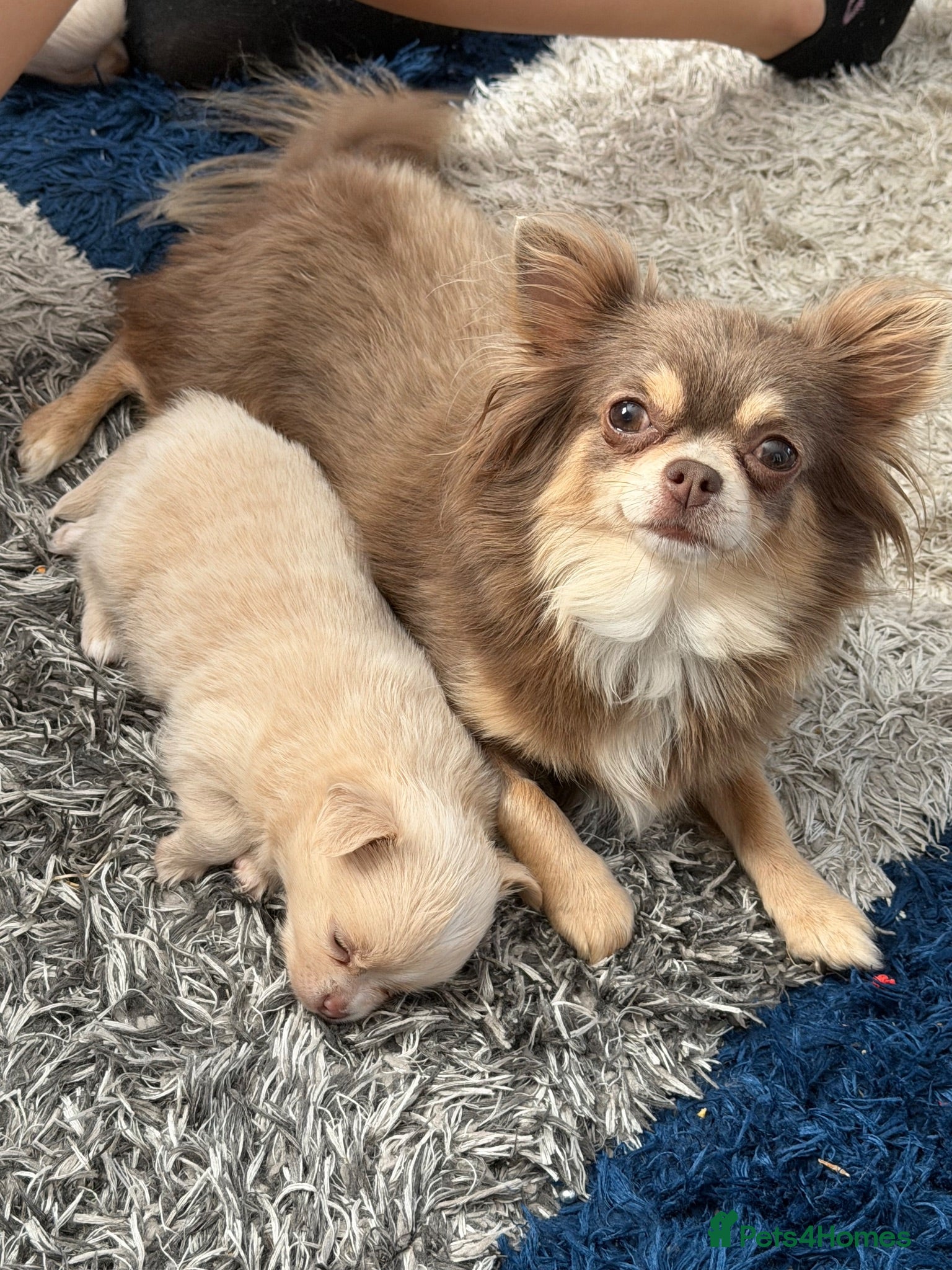 Chihuahua dogs Stunning long haired chihuahuas  - Advert 13