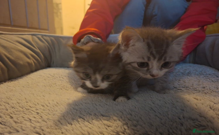 Mixed Breed cats - Advert 1