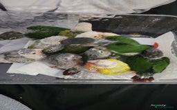 Parrots birds for sale: Hand reared baby conures ready end of nov - Image 1