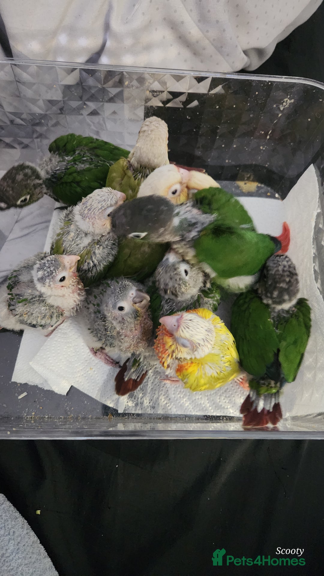 Parrots birds for sale: Hand reared baby conures ready end of nov - Image 1