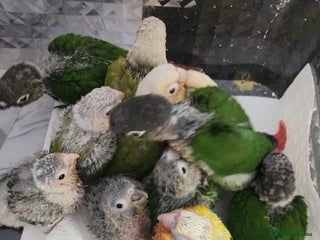 Parrots birds - Advert 8