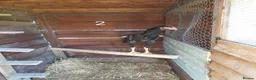 Chickens poultry for sale: Shamo , Brazilian,  aseel  - Advert 4