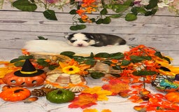 Pomsky dogs for sale: Lilac sired F2 masked Pomsky blue eyes  - Image 21