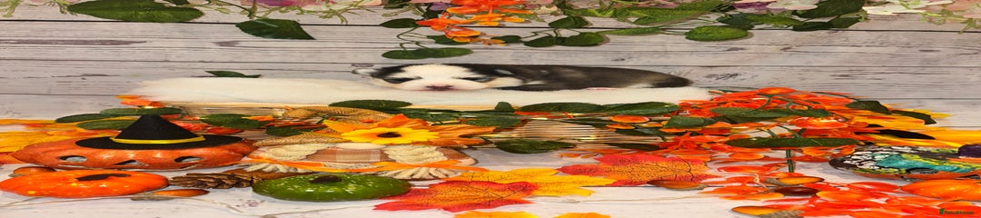 Masked female twin bi eyed 