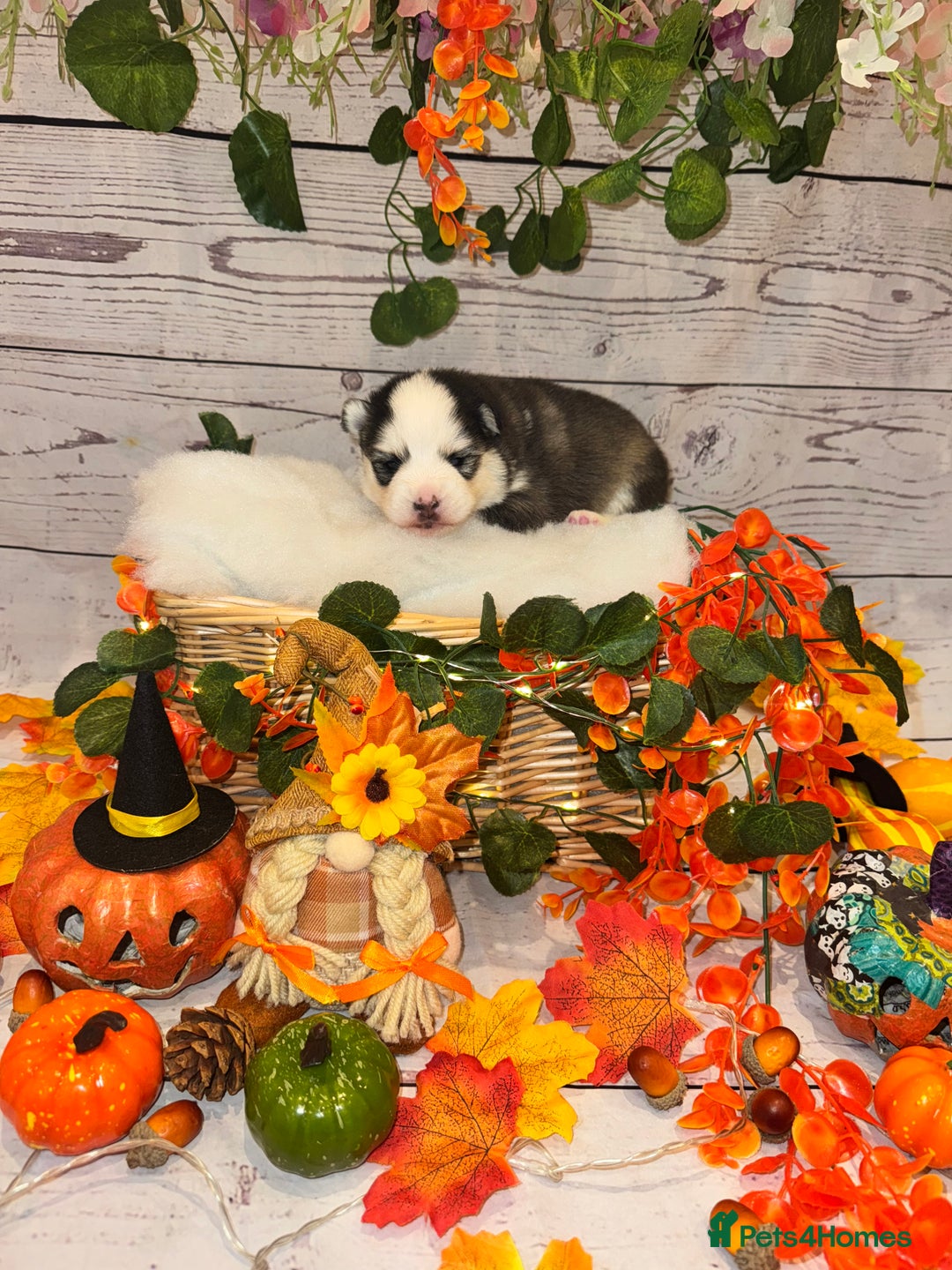 Pomsky dogs for sale: Lilac sired F2 masked Pomsky blue eyes  - Image 21