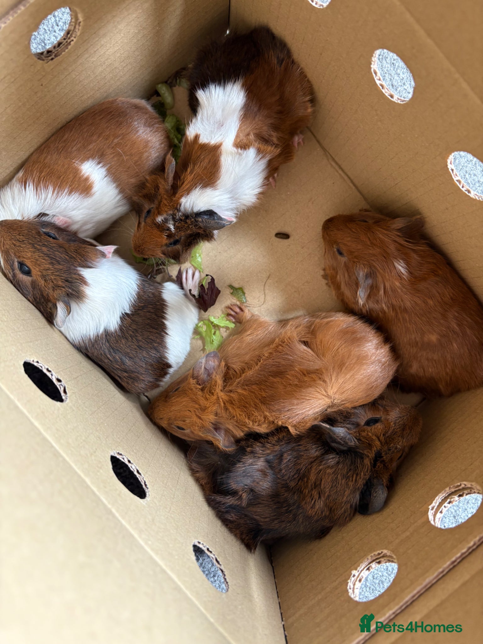Guinea Pig rodents Guinea pigs  - Advert 1
