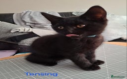 Mixed Breed cats for sale: Calling all witches and black cat lovers! - Image 8