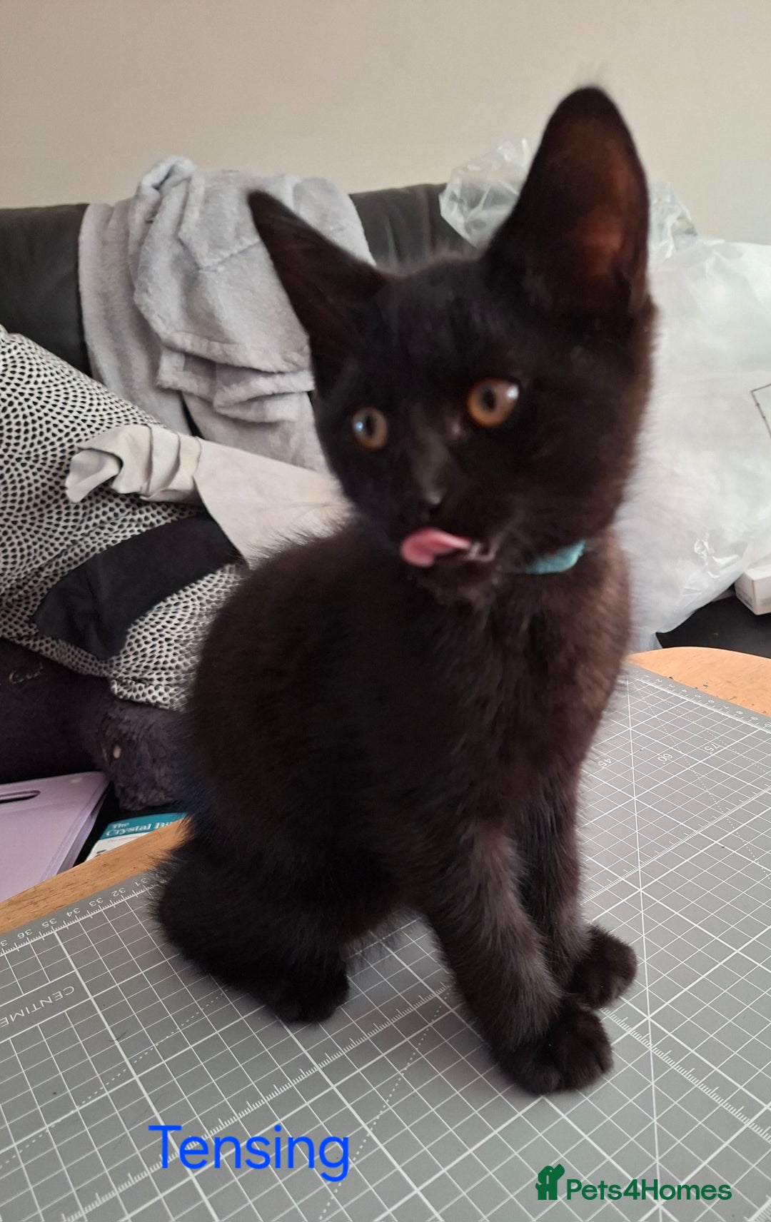 Mixed Breed cats for sale: Calling all witches and black cat lovers! - Image 8