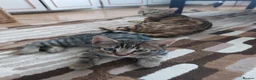 Bengal cats for sale: One BOY💙 left Half BENGAL Mixed X Tabby - Advert 3