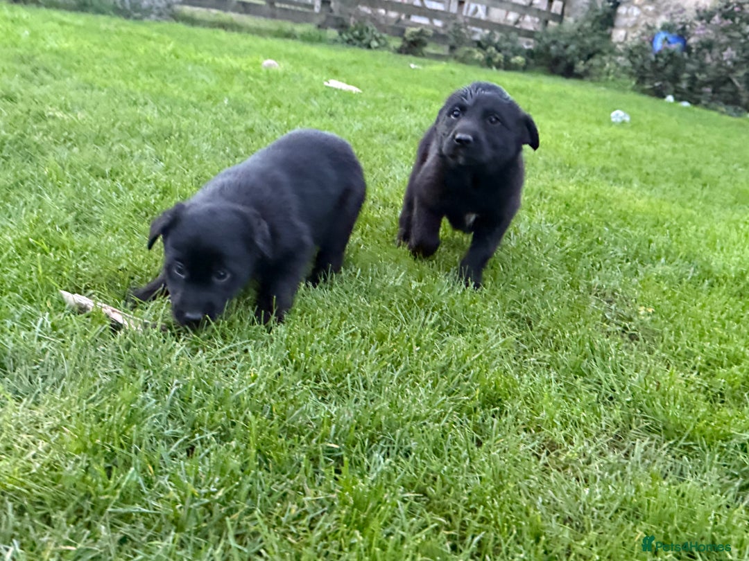 Border Collie dogs for sale: Fabulous Border Collie x Labrador Puppies - Advert 7