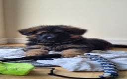 German Shepherd dogs for sale: German Shepherd puppies - Advert 3