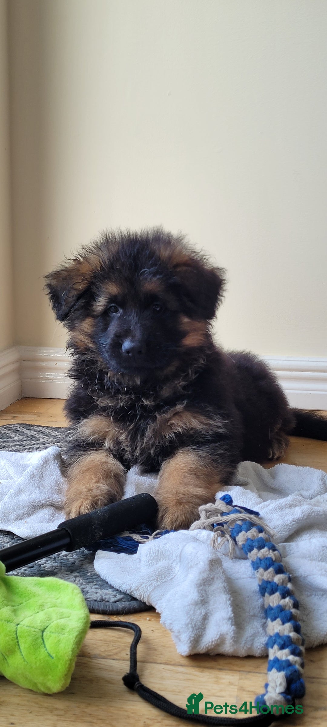 German Shepherd dogs for sale: German Shepherd puppies - Advert 3